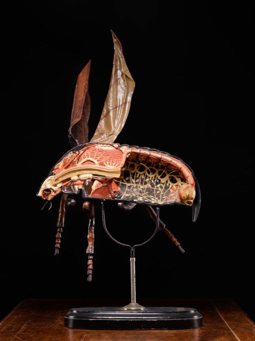 Large Didactical Model of a Cockchafer or May bug sold by the “ Denoyer-Geppert Company of Chicago », distributors of the Robert Brendel collection from Germany by Artista Sconosciuto