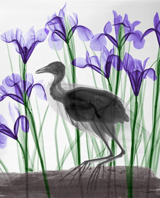 Moorhen Iris by Arie van 't Riet