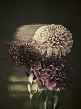 Flowers, Stuttgart 2018 by Tina Trumpp