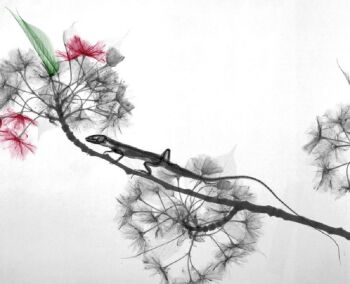 Lizard Prunus by Arie van 't Riet