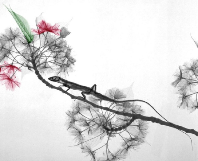 Lizard Prunus by Arie van 't Riet