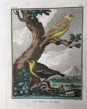 L'histoire naturelle des oiseaux: 20 engravings depicting birds by Georges-Louis Leclerc, Comte de Buffon