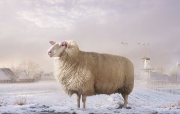 Lotje by MAARTJE ROOS