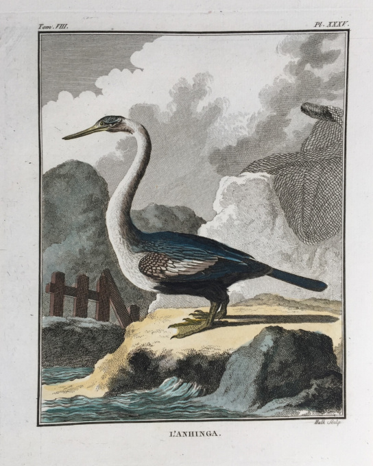 L'histoire naturelle des oiseaux: 20 engravings depicting birds by Georges-Louis Leclerc, Comte de Buffon