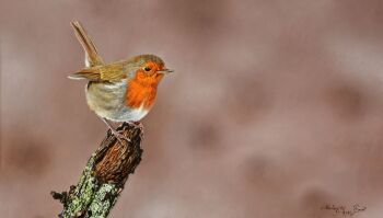 Roodborst by Walter Elst