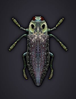 Bug I by Edo Kars