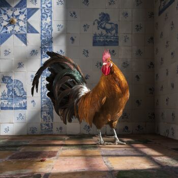 Goud Fries by MAARTJE ROOS