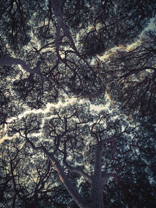 Trees Of Antibes, Antibes by Tina Trumpp