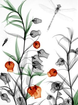Sandersonia Dragonfly Butterfly by Arie van 't Riet