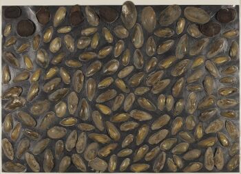 Untitled (Shells) by Carel Visser