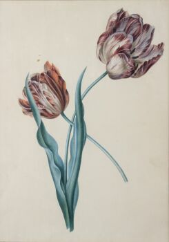 Tulips by Artista Sconosciuto
