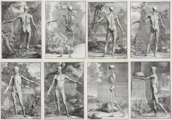 Anatomy - Jan Wandelaar after Bernhard Siegfried Albinus by Unbekannter Künstler