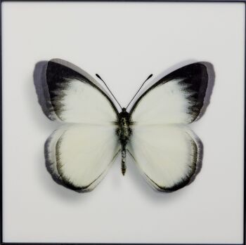 Papillon III by James Chiew