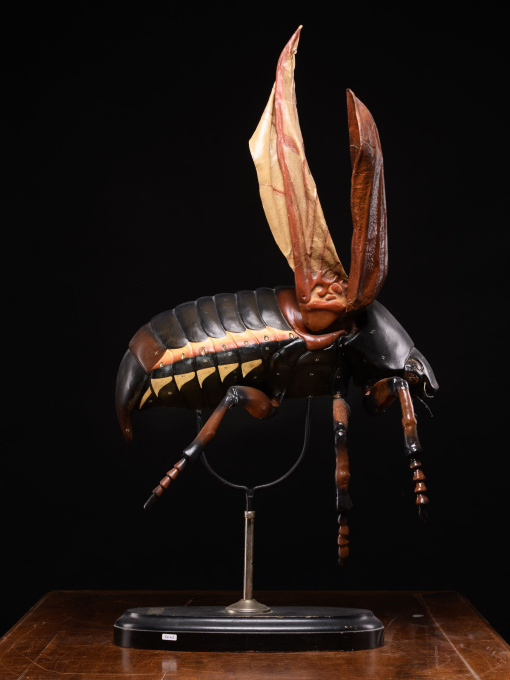 Large Didactical Model of a Cockchafer or May bug sold by the “ Denoyer-Geppert Company of Chicago », distributors of the Robert Brendel collection from Germany by Artista Sconosciuto