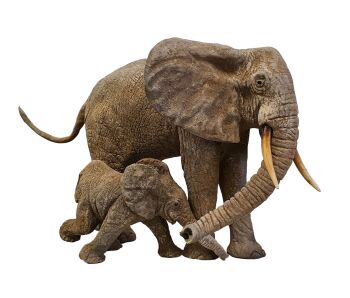 Tokwe & Kumbura by François Vandenberghe