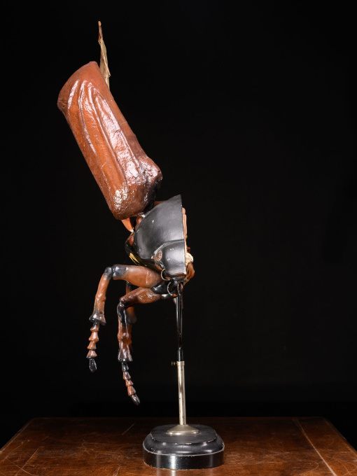 Large Didactical Model of a Cockchafer or May bug sold by the “ Denoyer-Geppert Company of Chicago », distributors of the Robert Brendel collection from Germany by Artista Sconosciuto