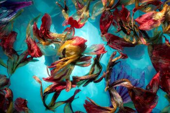 Fugacious Flowers by Marjon Trap