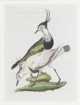Varius Alba by Christiaan Sepp
